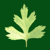 Tabouleh logo